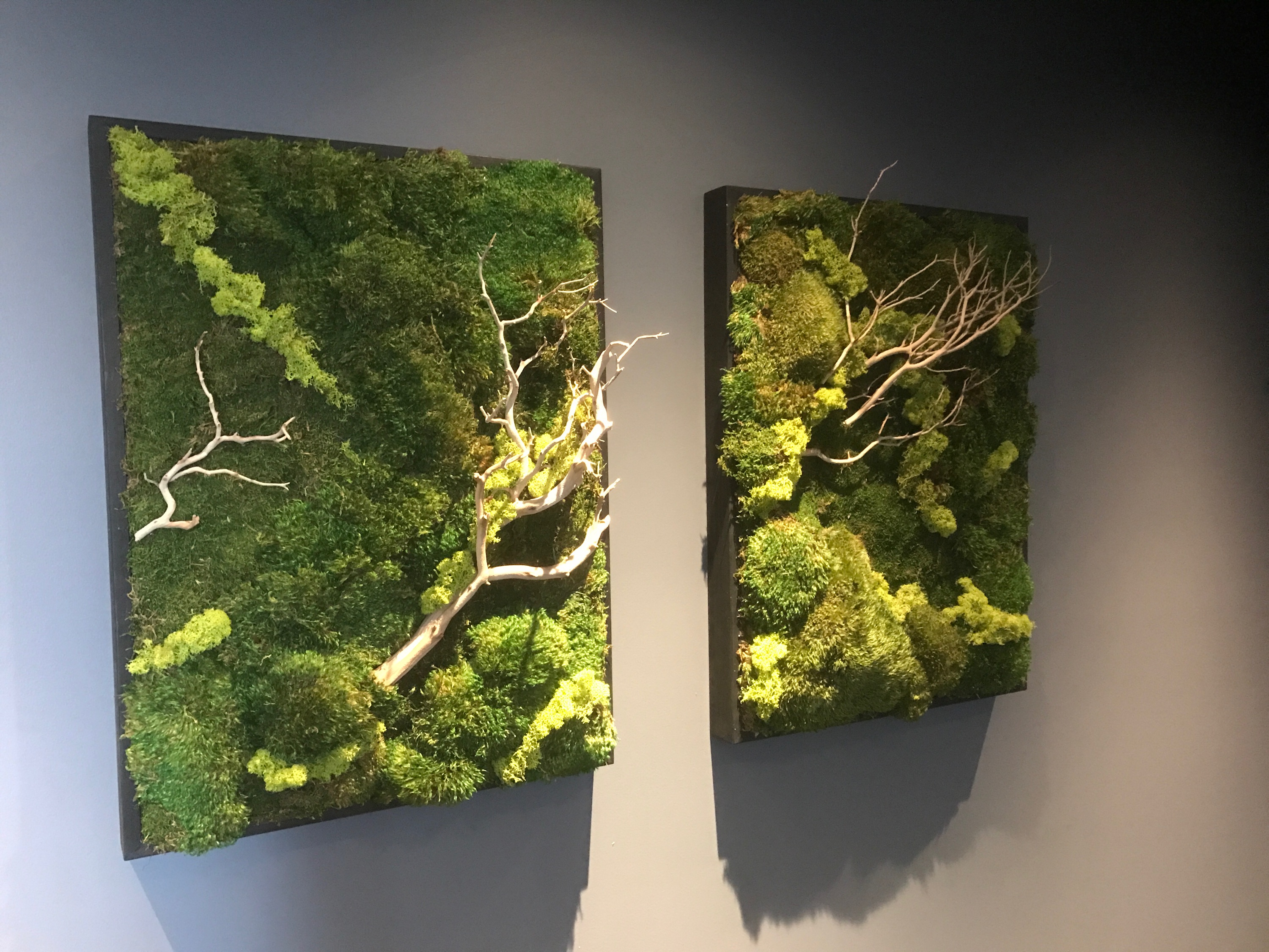 Preserved Moss Wall with Manzanita Branches and Mushrooms